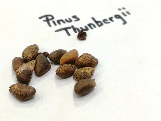 Pinus thunbergii seeds