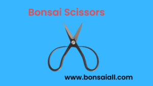 Bonsai Scissors