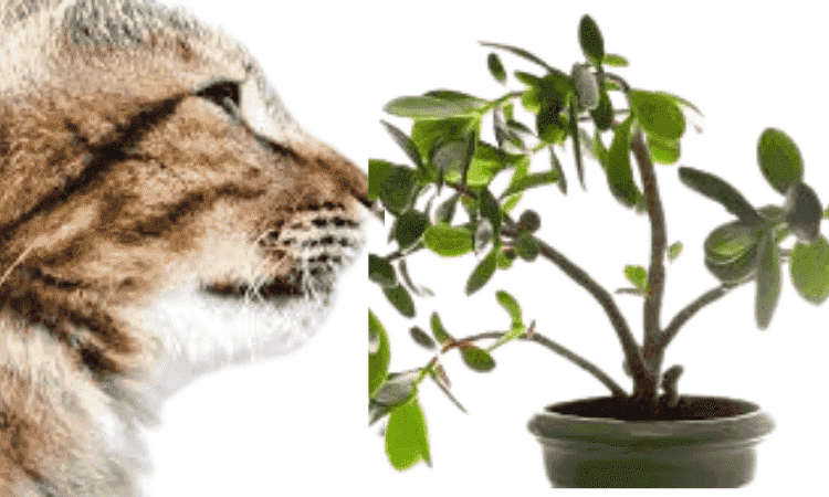 Are bonsai trees poisonous to cats