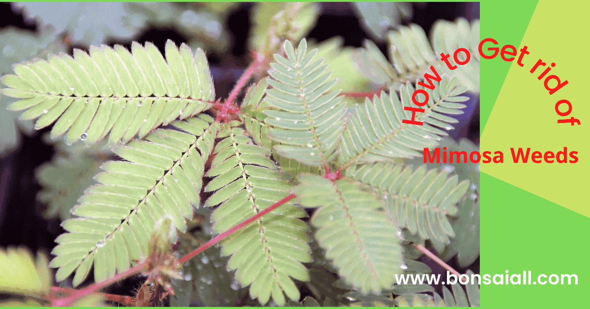 Mimosa weeds