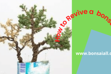 How to Revive a bonsai tree