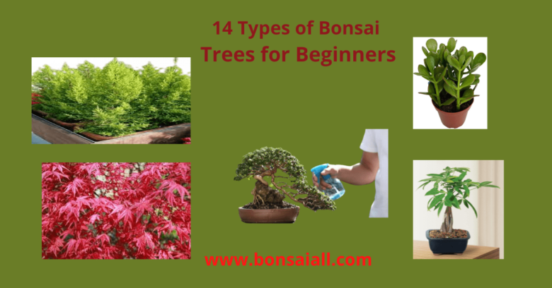 14-types-bonsai-trees-for-Beginners