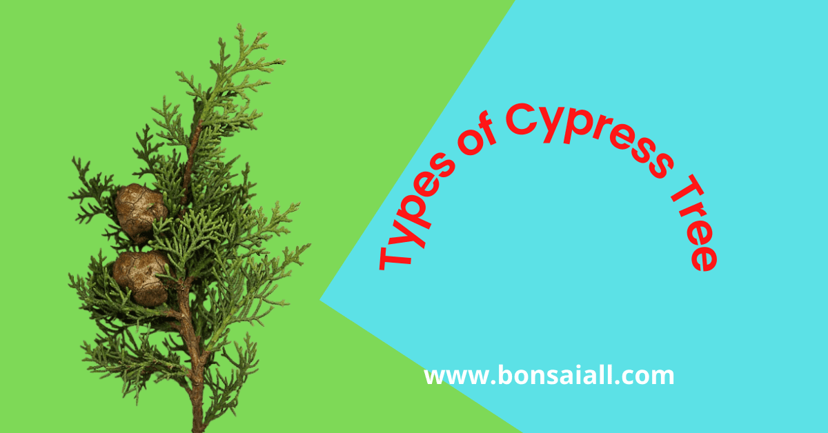 Types of Typress Tree