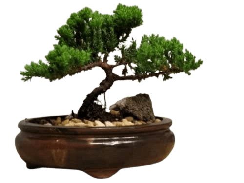 Best Indoor Live Juniper Bonsai Tree