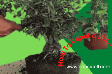 How to Repot a Bonsai for Beginners