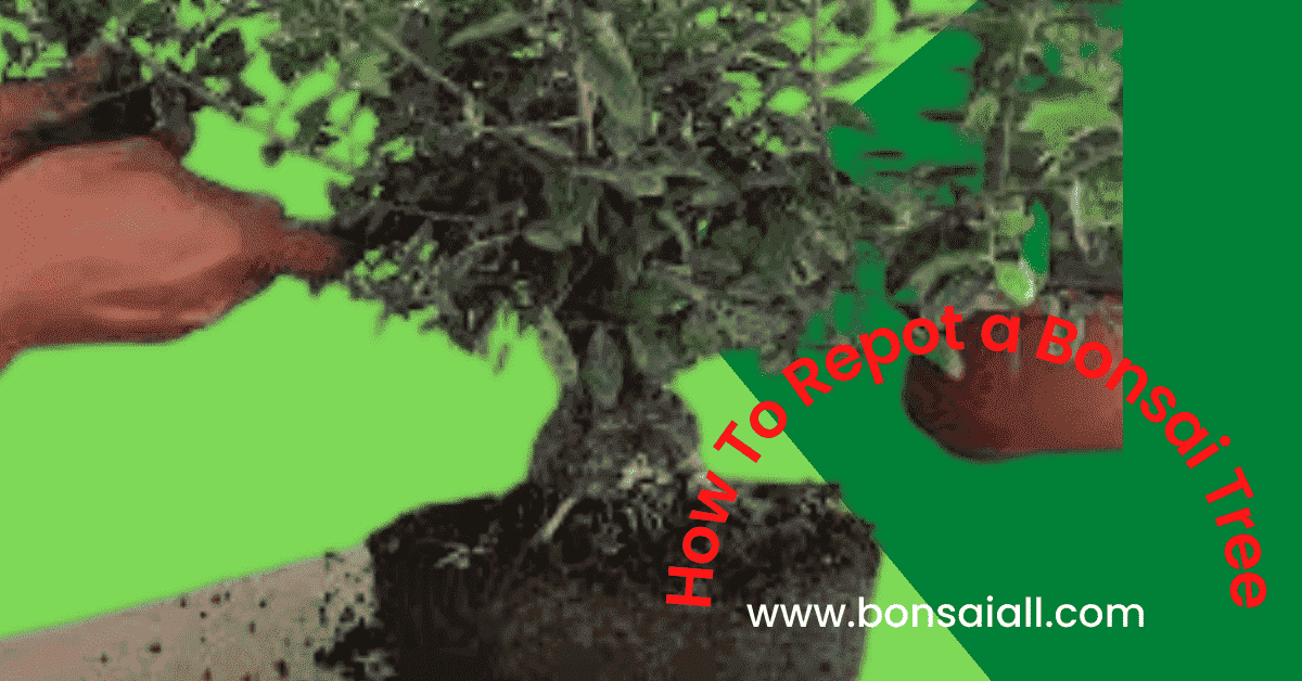 How to Repot a Bonsai for Beginners