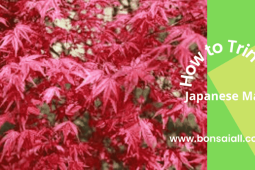 How To Trim a Japanese Maple