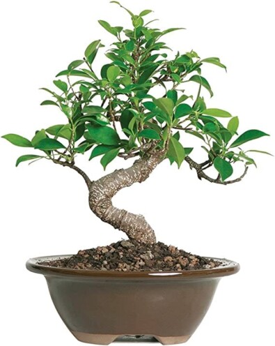 Golden Gate Ficus Best types Bonsai Trees for beginners