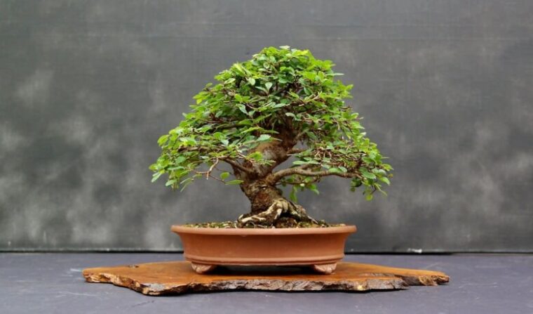 Chinese-Elm-Best-types-of-bonsai-trees-for-beginners