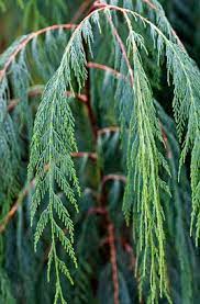 Cupressus Cashmeriana