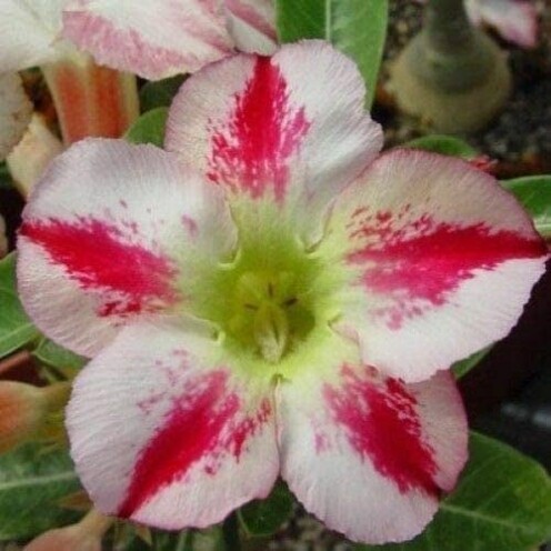 Desert Rose Bonsai tree