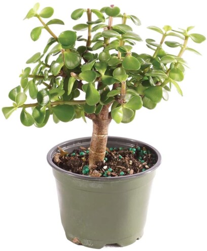  ATTACHMENT DETAILS Dwarf-Jade-Best-Indoor-Bonsai-Tree