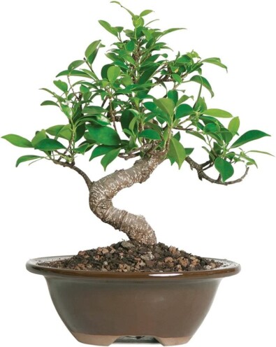  Ficus-Best-types-of-Bonsai-trees-for-Beginners