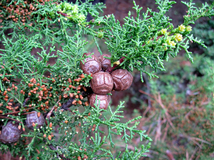 Gowen Cypress Tree