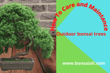 Outdoor bonsai trees