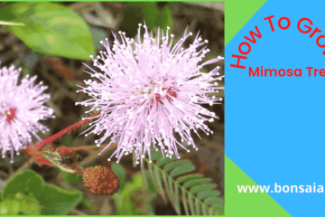 Mimosa Tree Grow