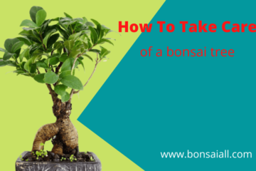 How To Take Care of a bonsai tree