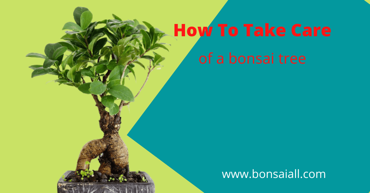 How To Take Care of a bonsai tree