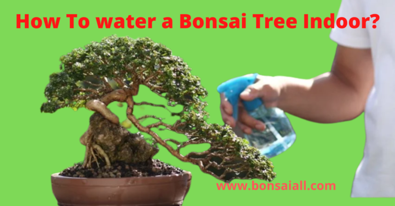 How often Do You Water a bonsai tree