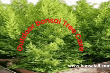 lemon cypress tree care