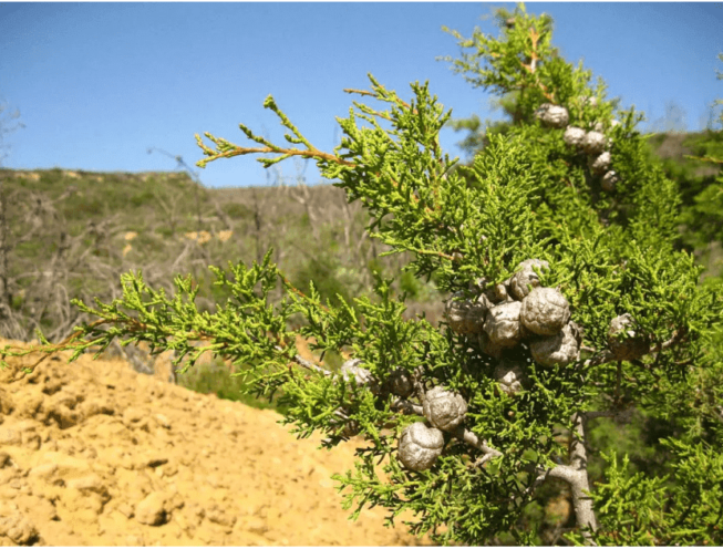 Cupressus Forbesii