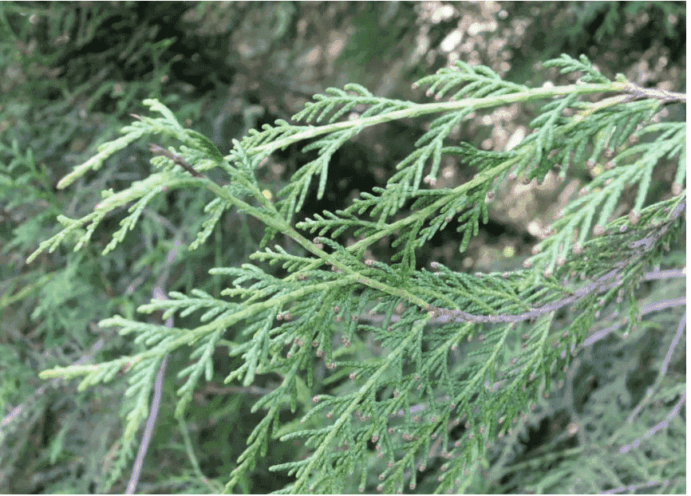 Cupressus Forbesii