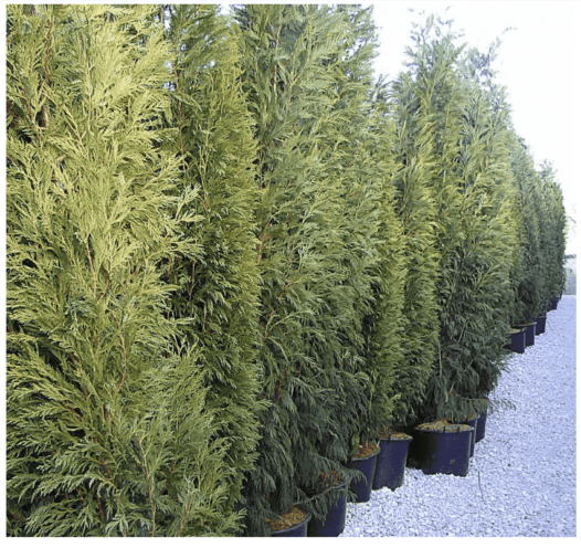 Cupressus leylandii