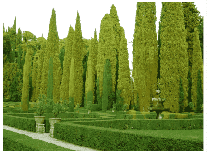 Cupressus sempervirens