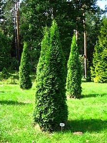 Truffle Cypress Tree