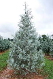 Blue Cypress Tree