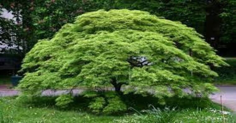 How To Trim a Japanese Maple