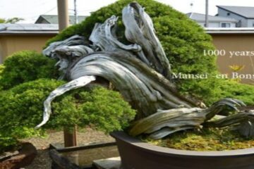 How Old are Bonsai Tress