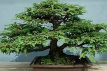 Norway Spruce Bonsai