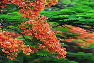 Flame tree bonsai