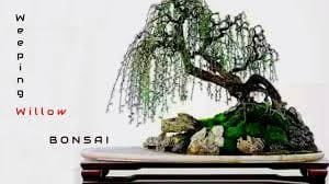 Weeping Willow bonsai