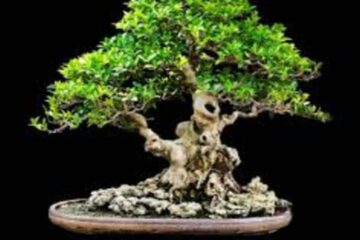 Bonsai Tree Meaning