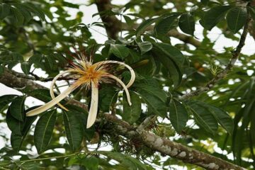 How To Take Care of a Money Tree