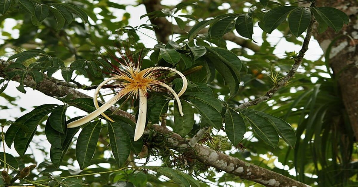 How To Take Care of a Money Tree