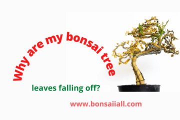 Bonsai Tree Leaves falling off