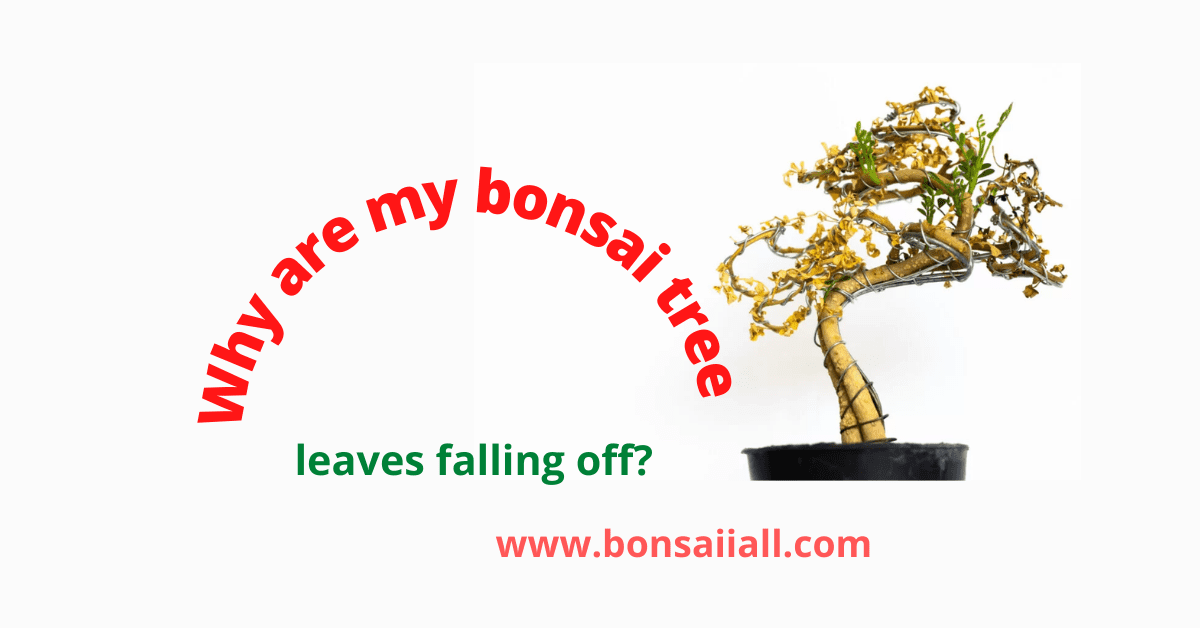 Bonsai Tree Leaves falling off