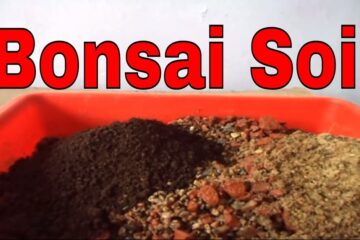 Bonsai Soil