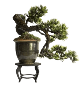 bonsai cascade style