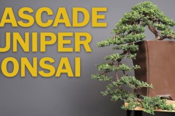 Cascading Juniper Bonsai