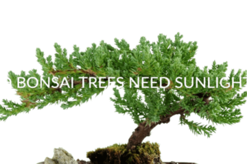 Do bonsai trees need sunlight