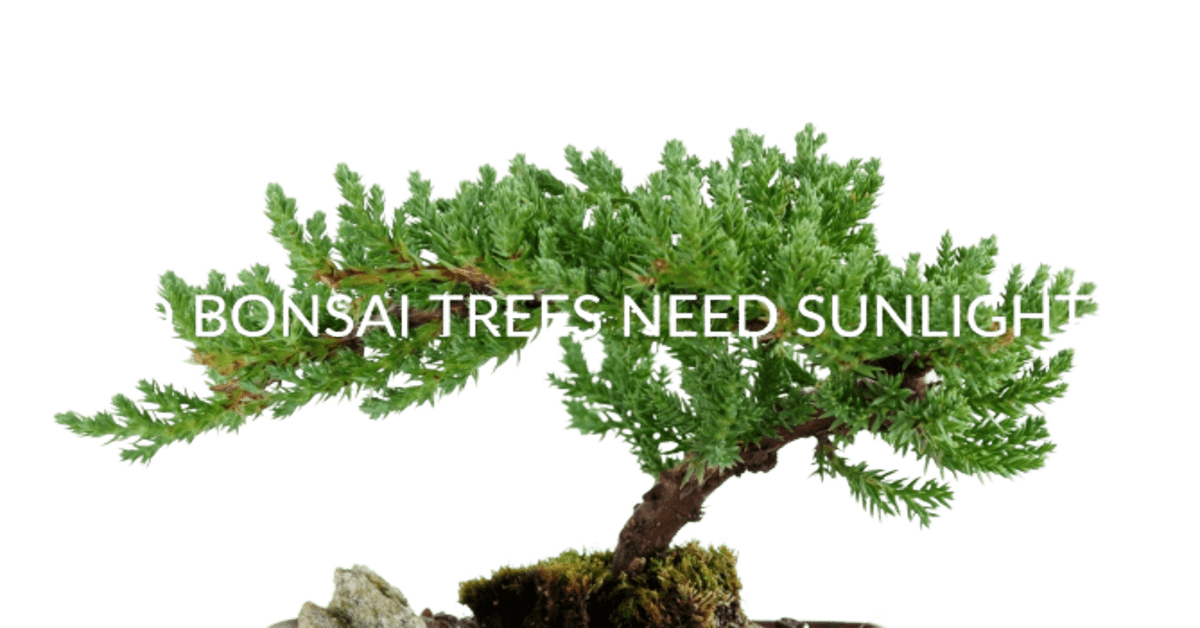 Do bonsai trees need sunlight