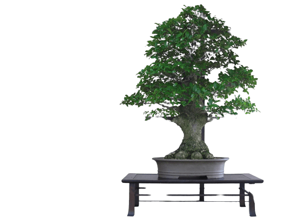 Formal Upright Bonsai Styles