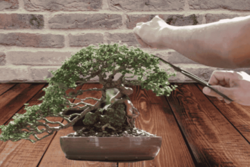 How To Trim a Bonsai Tree