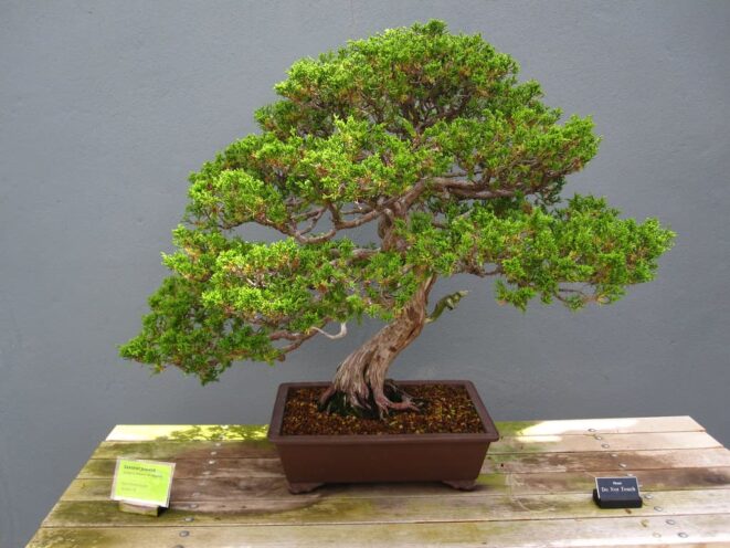 Informal Upright Bonsai styles