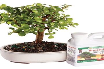 Jade plant white spots