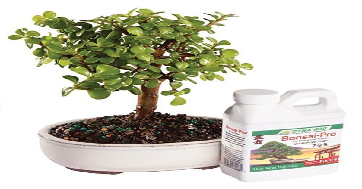 Jade plant white spots